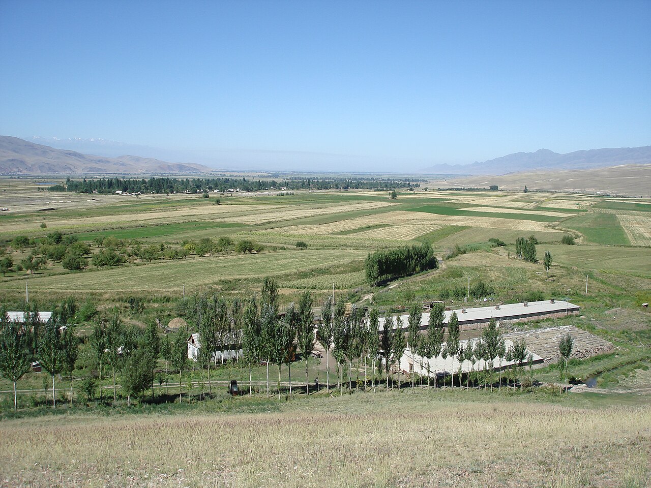 Берёзовая роща
